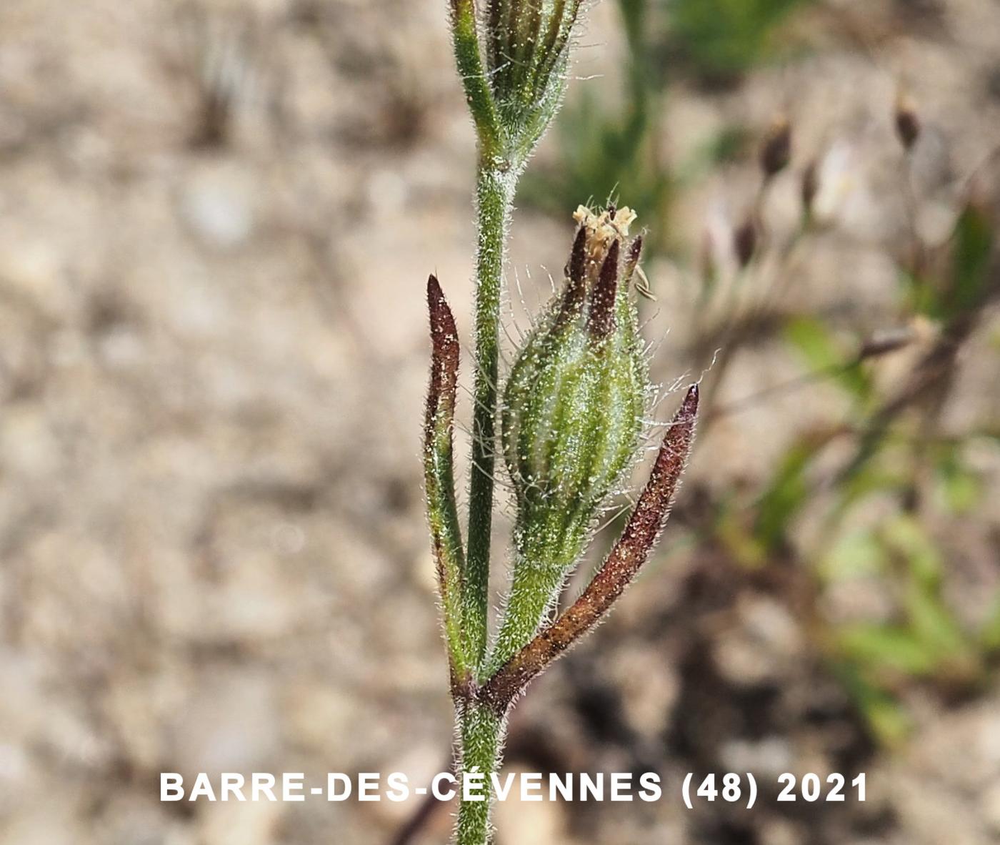 Catchfly, French fruit